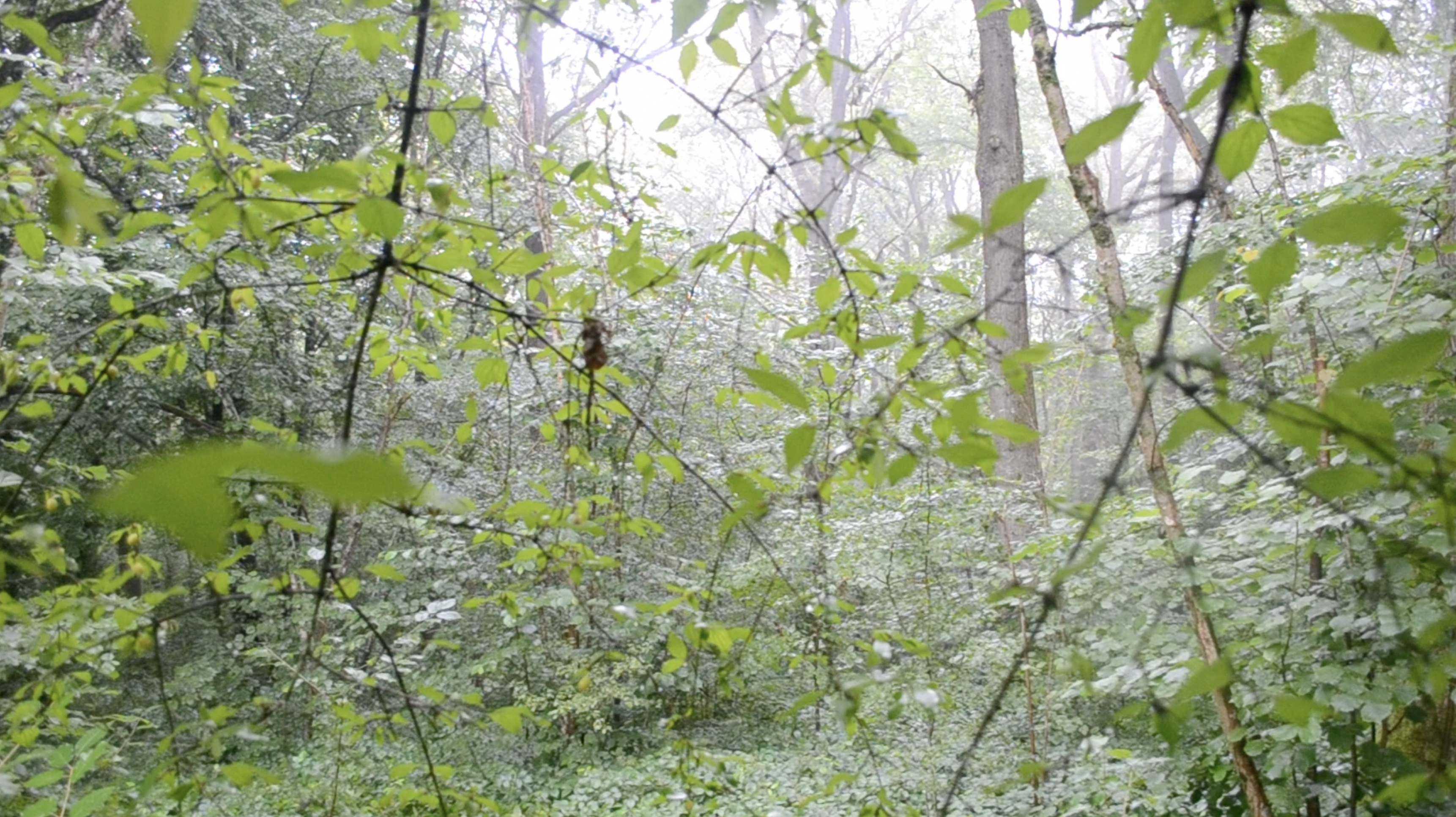 Dense green undergrowth and tree trunks in the forest, a still from La Chasse.